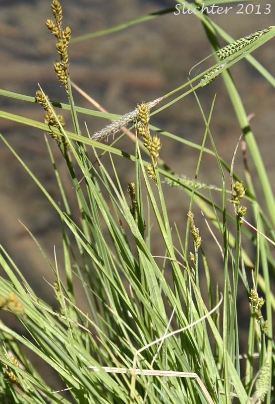 Grey Sedge, Silvery Sedge: Carex canescens ssp. canescens