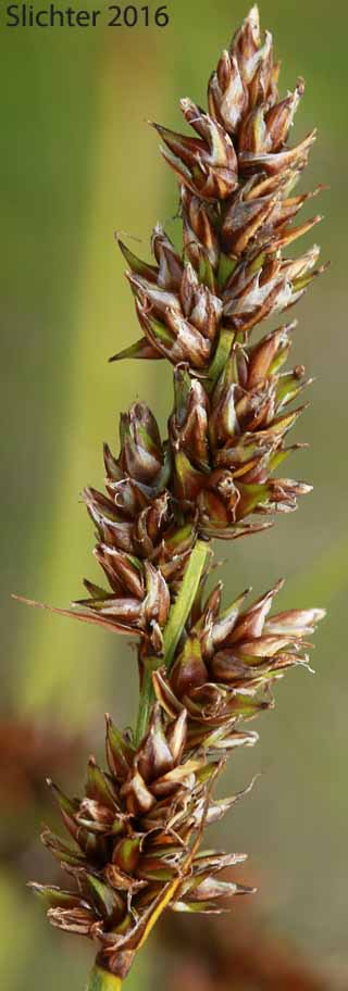 Inflorescence of Lesser Panicled Sedge, Lesser Tussock Sedge: Carex diandra
