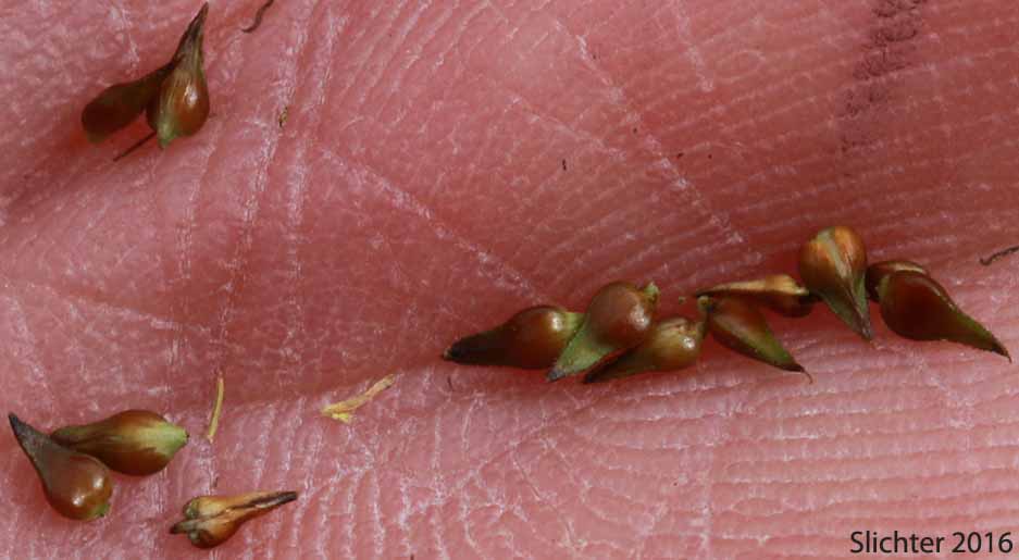 Perigynia of Lesser Panicled Sedge, Lesser Tussock Sedge: Carex diandra