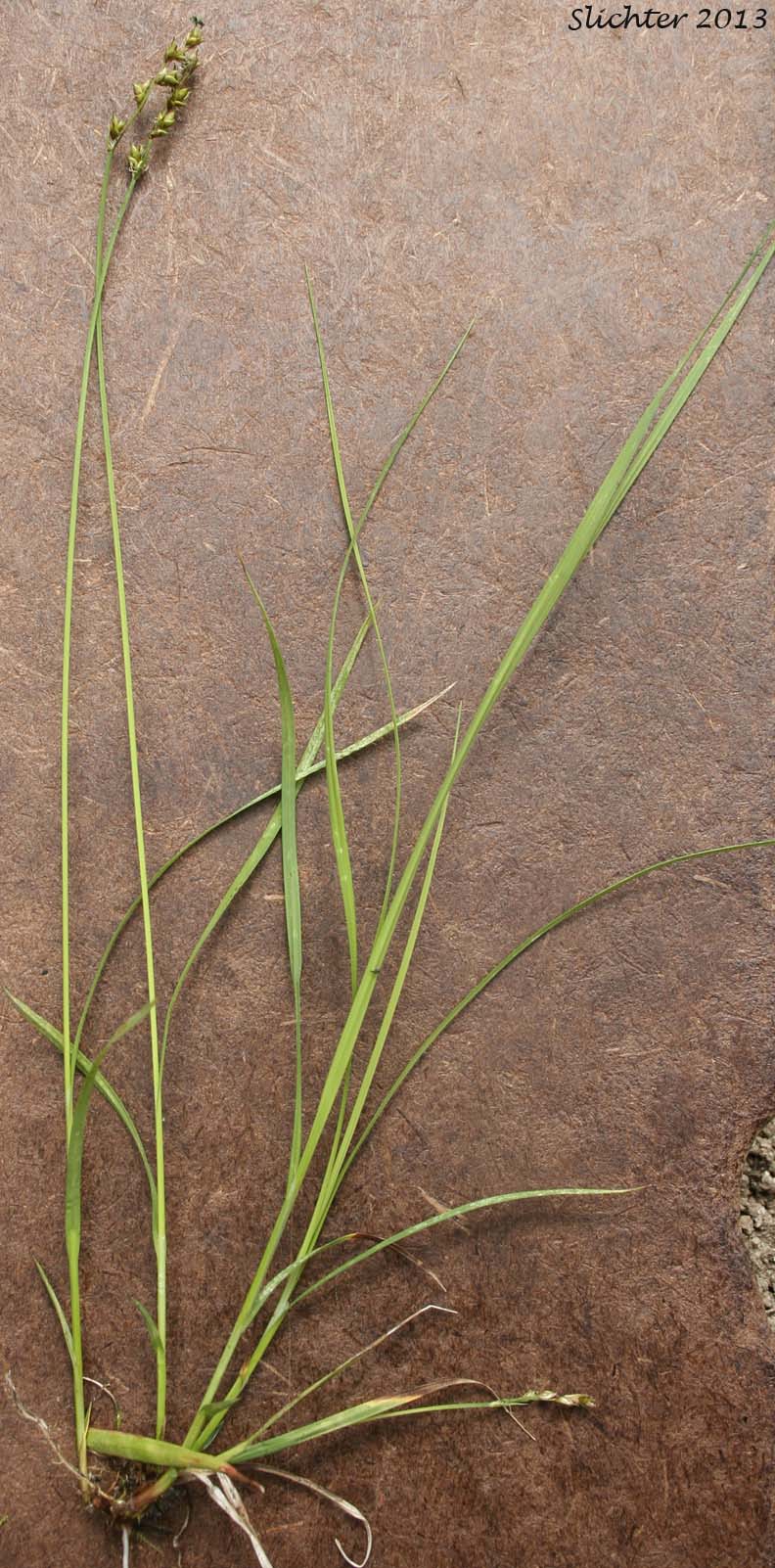 Bristly Sedge, Muricate Sedge, Prickly Sedge, Star Sedge, Stellate Sedge: Carex echinata ssp. echinata (Synonyms: Carex angustior, Carex angustior var. gracilenta, Carex cephalantha, Carex echinata var. angustata, Carex echinata var. echinata, Carex hawaiiensis, Carex josselynii, Carex laricina, Carex leersii, Carex muricata, Carex muricata var. angustata, Carex muricata var. cephalantha, Carex muricata var. laricina, Carex ormantha, Carex phyllomanica var. angustata, Carex phyllomanica var. ormantha, Carex svensonis)