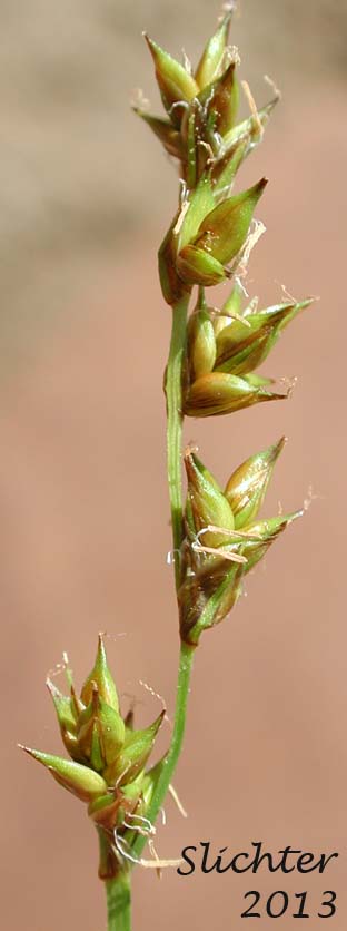 Inflorescence of Bristly Sedge, Muricate Sedge, Prickly Sedge, Star Sedge, Stellate Sedge: Carex echinata ssp. echinata (Synonyms: Carex angustior, Carex angustior var. gracilenta, Carex cephalantha, Carex echinata var. angustata, Carex echinata var. echinata, Carex hawaiiensis, Carex josselynii, Carex laricina, Carex leersii, Carex muricata, Carex muricata var. angustata, Carex muricata var. cephalantha, Carex muricata var. laricina, Carex ormantha, Carex phyllomanica var. angustata, Carex phyllomanica var. ormantha, Carex svensonis)