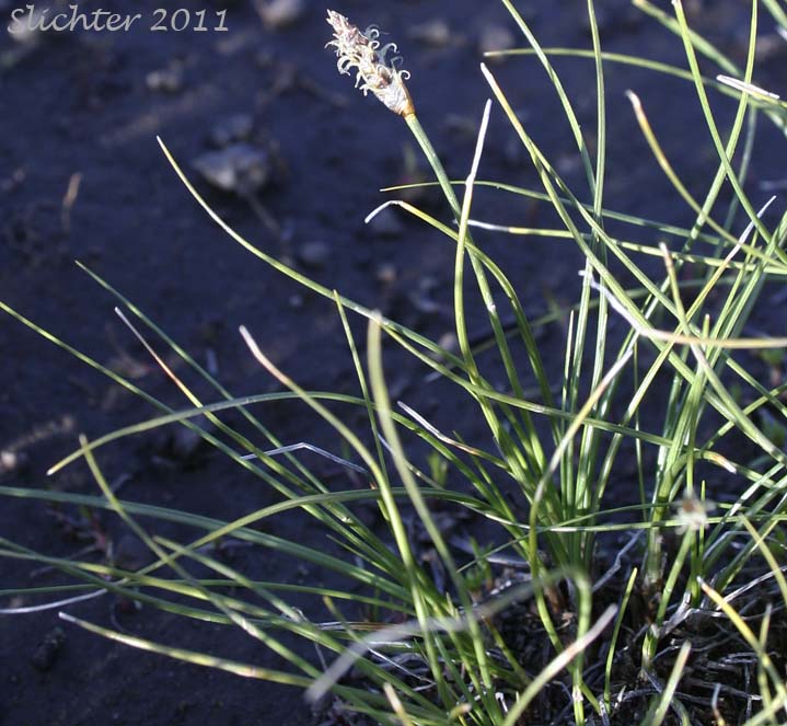 Threadleaf Sedge, Wool Grass: Carex filifolia var. filifolia (Synonyms: Carex elyniformis, Carex exserta, Carex filifolia, Carex filifolia var. erostrata)