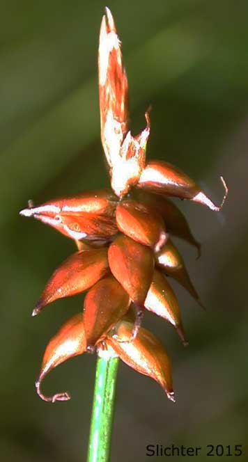 Inflorescence of Northern Bog Sedge, Yellow Bog Sedge: Carex gynocrates (Synonym: Carex dioica, Carex dioica ssp. gynocrates, Carex dioica var. gynocrates, Carex parallela)