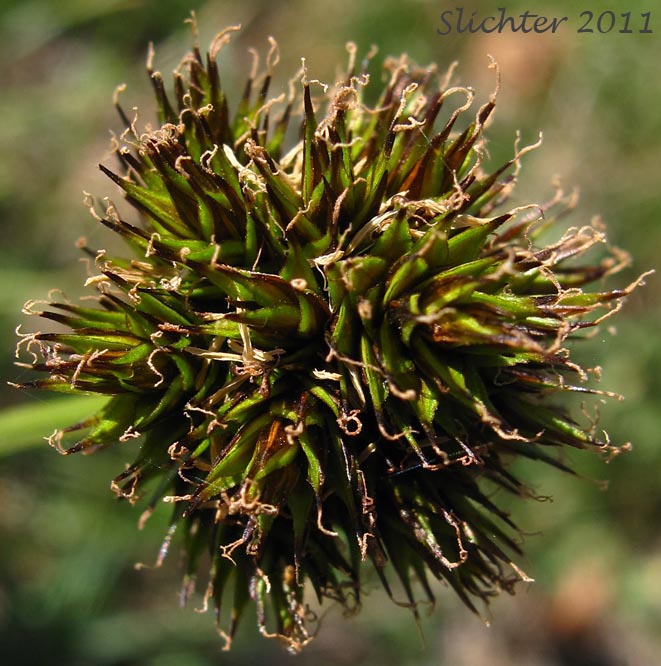 Inflorescence of Cloud Sedge, Hayden's Sedge: Carex haydeniana (Synonyms: Carex festiva var. decumbens, Carex haydenii, Carex macloviana ssp. haydeniana, Carex nubicola)