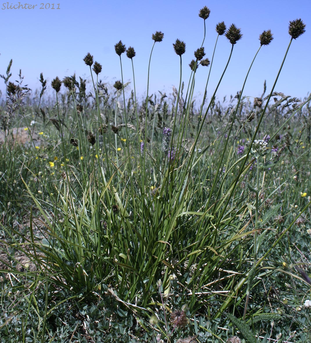 Cloud Sedge, Hayden's Sedge: Carex haydeniana (Synonyms: Carex festiva var. decumbens, Carex haydenii, Carex macloviana ssp. haydeniana, Carex nubicola)