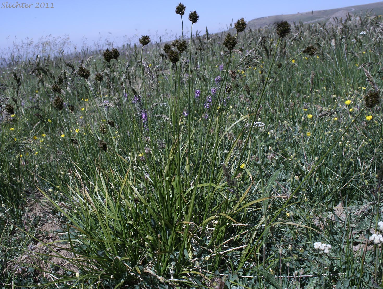 Cloud Sedge, Hayden's Sedge: Carex haydeniana (Synonyms: Carex festiva var. decumbens, Carex haydenii, Carex macloviana ssp. haydeniana, Carex nubicola)