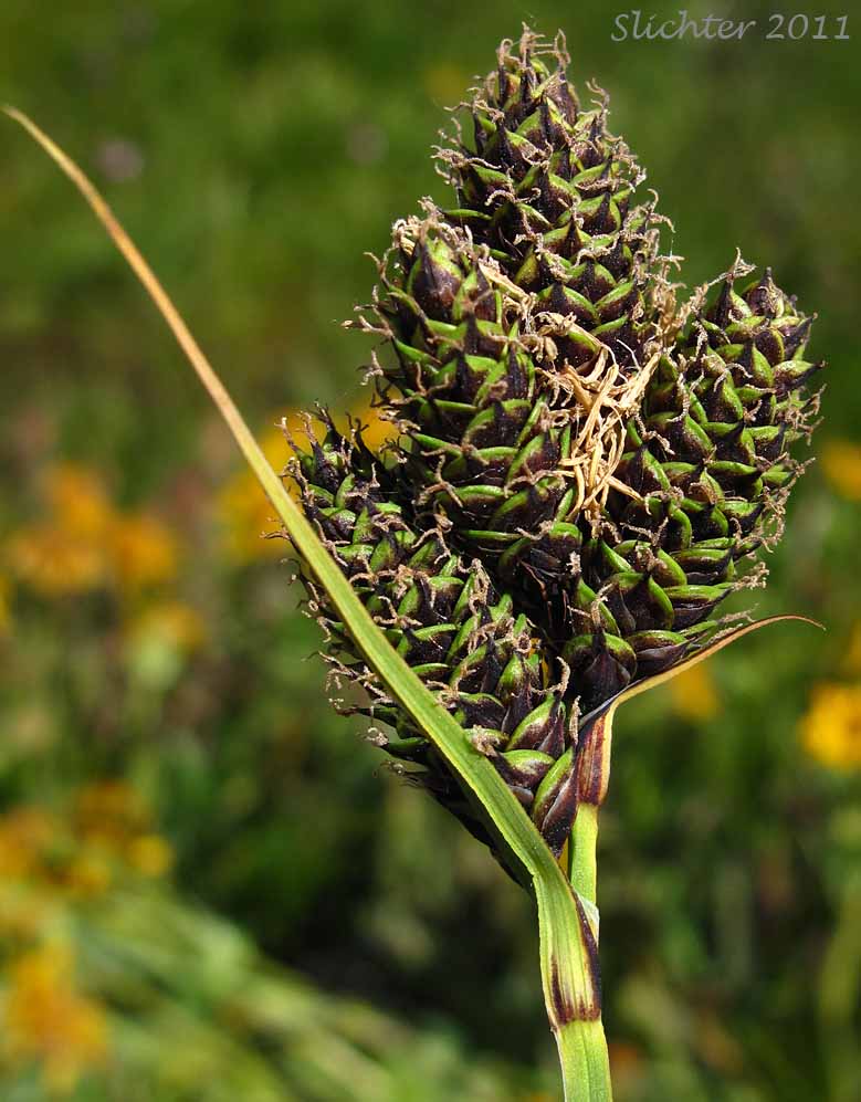 Inflorescence of Different-veined Sedge: Carex heteroneura var. heteroneura (Synonym: Carex heteroneura var. heteroneura)