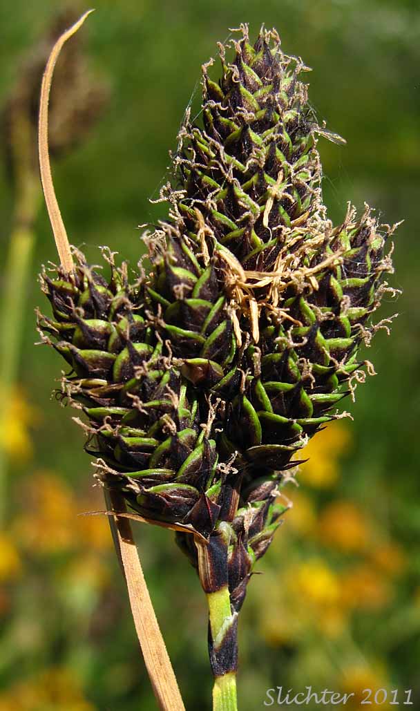 Different-veined Sedge: Carex heteroneura var. heteroneura (Synonym: Carex heteroneura var. heteroneura) 