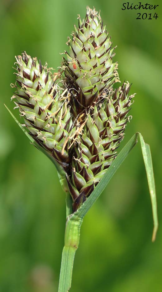 Inflorescence of Different-veined Sedge: Carex heteroneura var. heteroneura (Synonym: Carex heteroneura var. heteroneura)