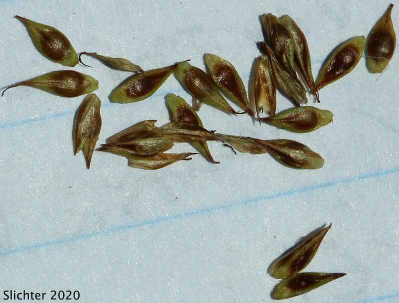 Hood's Sedge: Carex hoodii