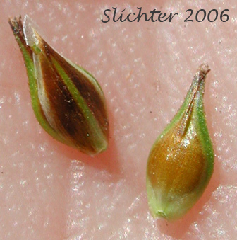 Perigynia of Hood's Sedge: Carex hoodii