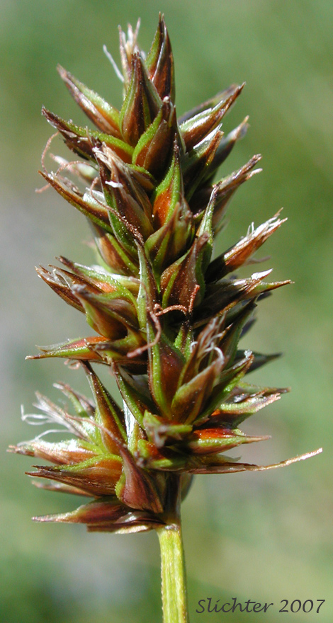 Inflorescence of Hood's Sedge: Carex hoodii