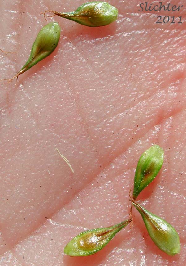 Perigynia of Hood's Sedge: Carex hoodii