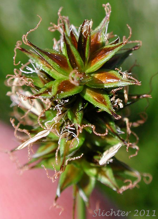 Inflorescence of Hood's Sedge: Carex hoodii