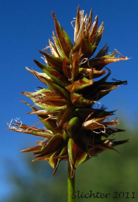 Inflorescence of Hood's Sedge: Carex hoodii