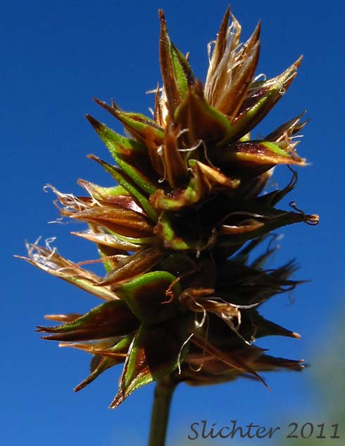 Inflorescence of Hood's Sedge: Carex hoodii