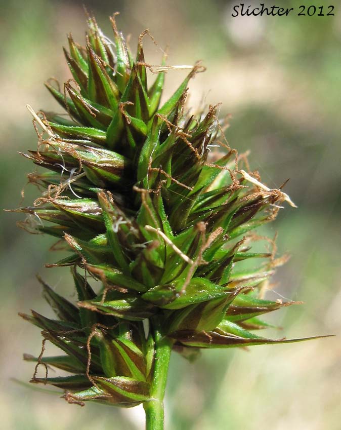 Hood's Sedge: Carex hoodii