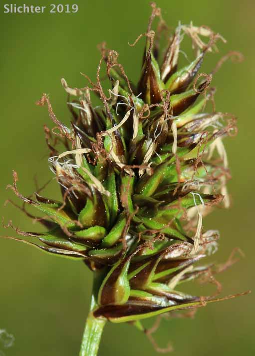 Inflorescence of Hood's Sedge: Carex hoodii