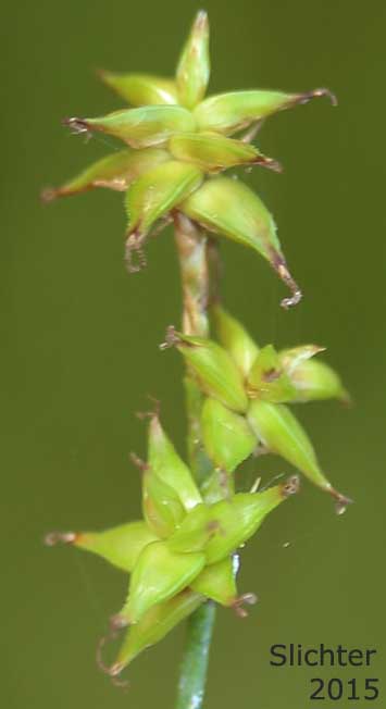 Inflorescence of Inland Sedge: Carex interior (Synonym: Carex interior ssp. charlestonensis, Carex interior var. keweenawensis, Carex scirpoides)