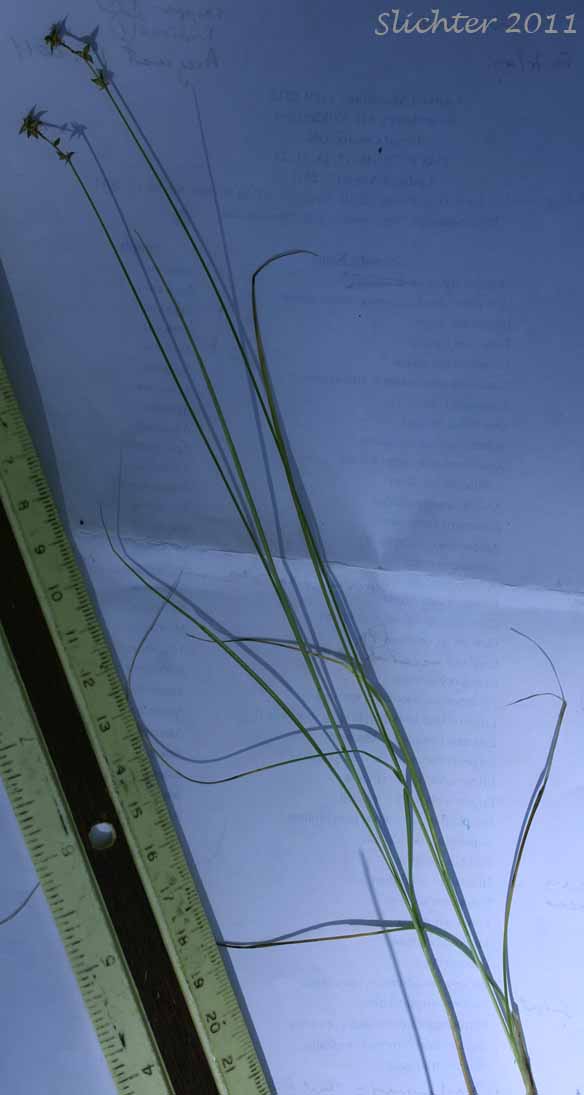 Inland Sedge: Carex interior (Synonyms: Carex interior ssp. charlestonensis, Carex interior var. keweenawensis, Carex scirpoides)