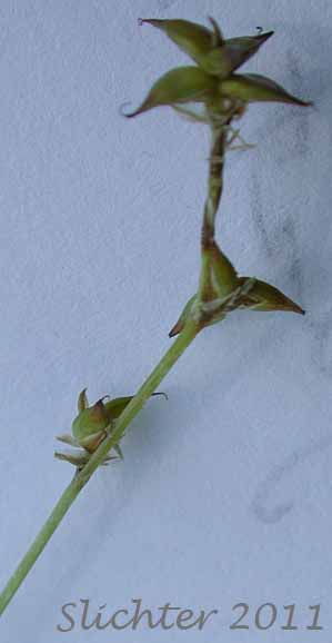 Inflorescence of Inland Sedge: Carex interior (Synonym: Carex interior ssp. charlestonensis, Carex interior var. keweenawensis, Carex scirpoides)