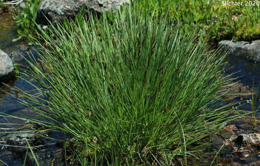 Kellogg's Sedge, Lakeshore Sedge: Carex kelloggii var. kelloggii (Synonyms: Carex lenticularis var. lipocarpa, Carex lenticularis var. lenticularis, Carex lenticularis var. pallida)
