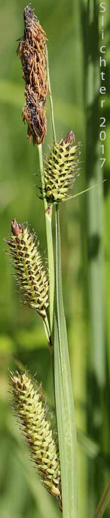 Inflorescence of Kellogg's Sedge, Lakeshore Sedge: Carex kelloggii var. kelloggii (Synonyms: Carex lenticularis var. lipocarpa, Carex lenticularis var. lenticularis, Carex lenticularis var. pallida)