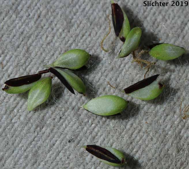 Kellogg's Sedge, Lakeshore Sedge: Carex kelloggii var. kelloggii (Synonyms: Carex lenticularis var. lipocarpa, Carex lenticularis var. lenticularis, Carex lenticularis var. pallida)