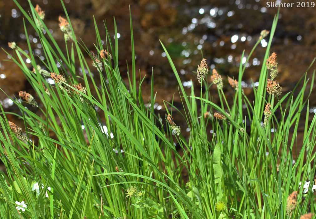 Kellogg's Sedge, Lakeshore Sedge: Carex kelloggii var. kelloggii (Synonyms: Carex lenticularis var. lipocarpa, Carex lenticularis var. lenticularis, Carex lenticularis var. pallida)