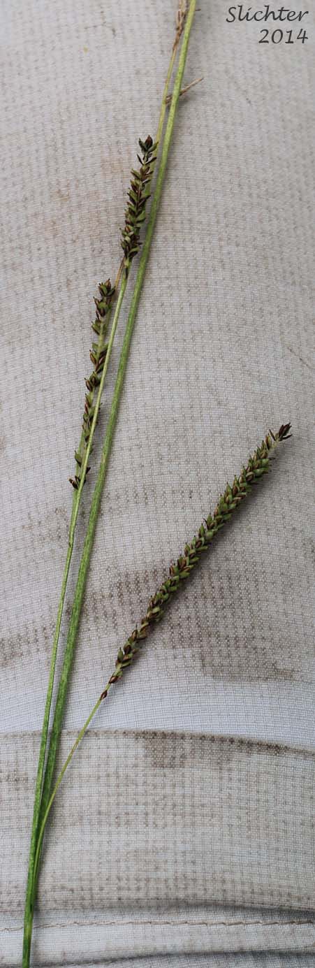 Kellogg's Sedge, Lakeshore Sedge: Carex kelloggii var. kelloggii (Synonyms: Carex lenticularis var. lipocarpa, Carex lenticularis var. lenticularis, Carex lenticularis var. pallida)