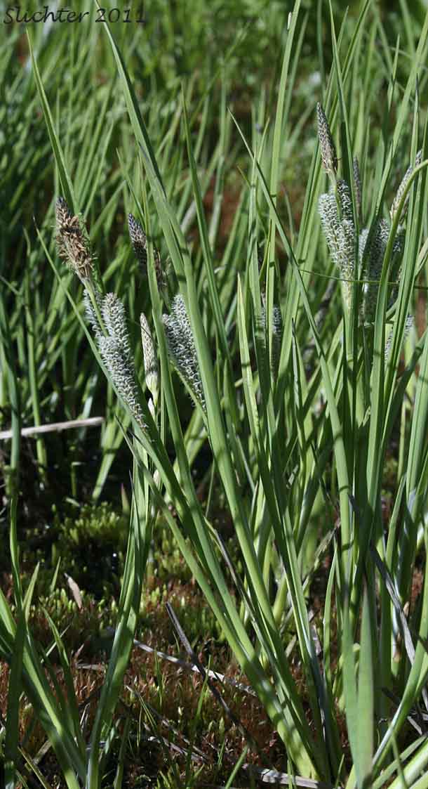 Kellogg's Sedge, Lakeshore Sedge: Carex kelloggii var. kelloggii (Synonyms: Carex lenticularis var. lipocarpa, Carex lenticularis var. lenticularis, Carex lenticularis var. pallida)