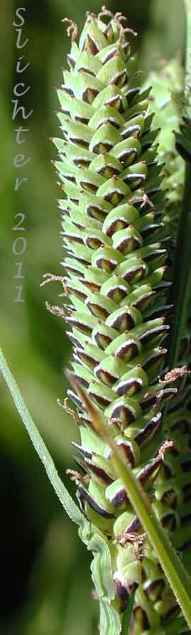 Lateral (female) spike of Kellogg's Sedge, Lakeshore Sedge: Carex kelloggii var. kelloggii (Synonyms: Carex lenticularis var. lipocarpa, Carex lenticularis var. lenticularis, Carex lenticularis var. pallida)