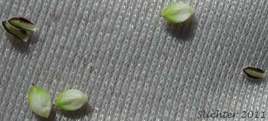 Perigynia and scales of Kellogg's Sedge, Lakeshore Sedge: Carex kelloggii var. kelloggii (Synonyms: Carex lenticularis var. lipocarpa, Carex lenticularis var. lenticularis, Carex lenticularis var. pallida)