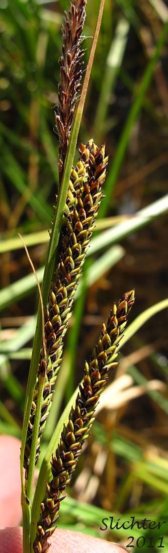 Close-up of the inflorescence of Kellogg's Sedge, Lakeshore Sedge: Carex kelloggii var. kelloggii (Synonyms: Carex lenticularis var. lipocarpa, Carex lenticularis var. lenticularis, Carex lenticularis var. pallida)