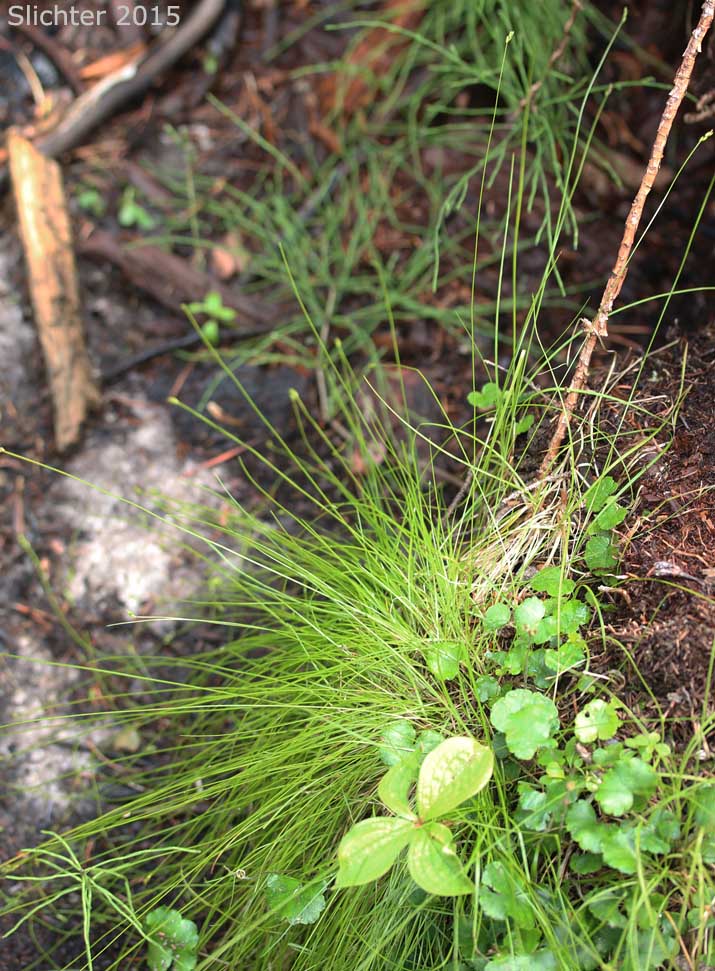 Bristle-stalked Sedge, Bristlystalked Sedge: Carex leptalea (Synonyms: Carex jimcalderi, Carex leptalea ssp. leptalea, Carex leptalea ssp. pacifica, Carex leptalea var. harperi, Carex leptalea var. tayloris)