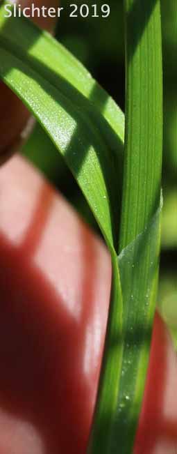 Spring Sedge, Woodrush Sedge: Carex luzulina var. ablata (Synonyms: Carex ablata, Carex luzulina, Carex luzulina var. luzulina, Carex owyheensis)