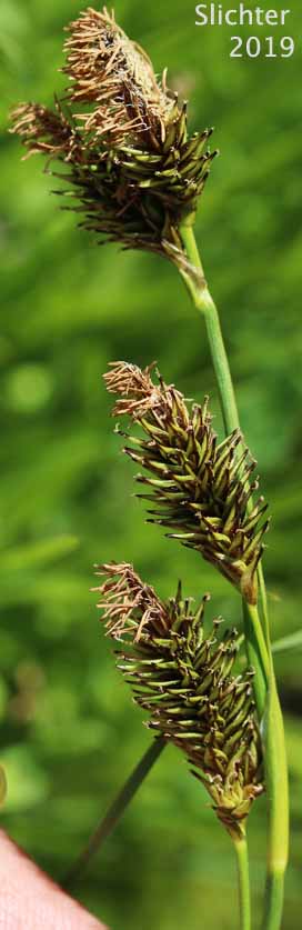 Spring Sedge, Woodrush Sedge: Carex luzulina var. ablata (Synonyms: Carex ablata, Carex luzulina, Carex luzulina var. luzulina, Carex owyheensis)