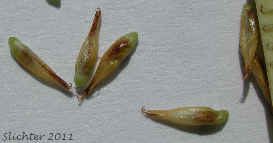 Perigynia of Spring Sedge, Woodrush Sedge: Carex luzulina var. ablata (Synonyms: Carex ablata, Carex luzulina, Carex luzulina var. luzulina, Carex owyheensis)