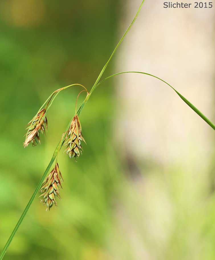Inflorescence of Boreal Bog Sedge, Poor Sedge: Carex magellanica ssp. irrigua (Synonyms: Carex magellanica var. irrigua, Carex paupercula, Carex paupercula var. brevisquama, Carex paupercula var. irrigua, Carex paupercula var. pallens)