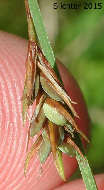 Female spike of Boreal Bog Sedge, Poor Sedge: Carex magellanica ssp. irrigua (Synonyms: Carex magellanica var. irrigua, Carex paupercula, Carex paupercula var. brevisquama, Carex paupercula var. irrigua, Carex paupercula var. pallens)