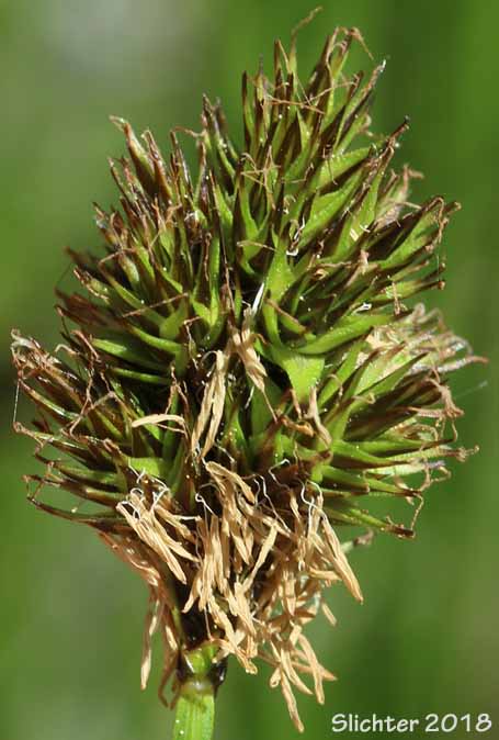 Inflorescence of Smallwing Sedge, Small-winged Sedge: Carex microptera (Synonyms: Carex festivella, Carex limnophila, Carex macloviana ssp. festivella, Carex macloviana var. microptera, Carex microptera var. crassinervia, Carex microptera var. limnophila)