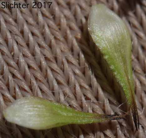 Perigynia of Smallwing Sedge, Small-winged Sedge: Carex microptera (Synonyms: Carex festivella, Carex limnophila, Carex macloviana ssp. festivella, Carex macloviana var. microptera, Carex microptera var. crassinervia, Carex microptera var. limnophila)