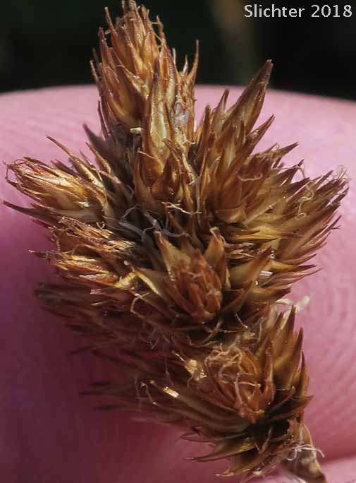 Mature inflorescence of Smallwing Sedge, Small-winged Sedge: Carex microptera (Synonyms: Carex festivella, Carex limnophila, Carex macloviana ssp. festivella, Carex macloviana var. microptera, Carex microptera var. crassinervia, Carex microptera var. limnophila)