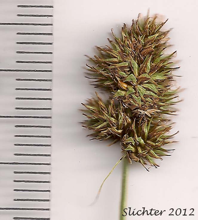 Close-up of the inflorescence of Smallwing Sedge, Small-winged Sedge: Carex microptera (Synonyms: Carex festivella, Carex limnophila, Carex macloviana ssp. festivella, Carex macloviana var. microptera, Carex microptera var. crassinervia, Carex microptera var. limnophila)