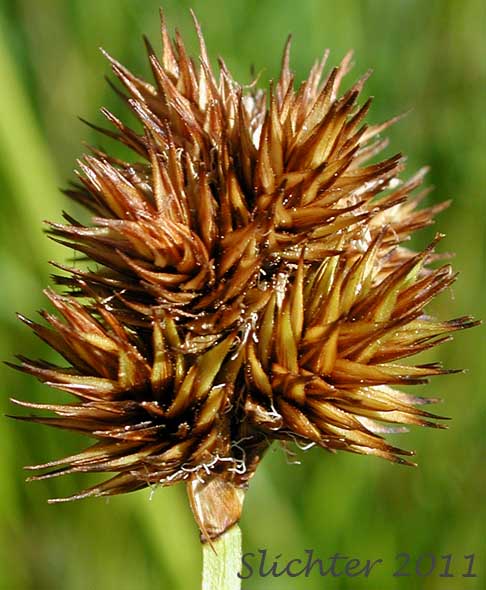Close-up of the inflorescence of Smallwing Sedge, Small-winged Sedge: Carex microptera (Synonyms: Carex festivella, Carex limnophila, Carex macloviana ssp. festivella, Carex macloviana var. microptera, Carex microptera var. crassinervia, Carex microptera var. limnophila)