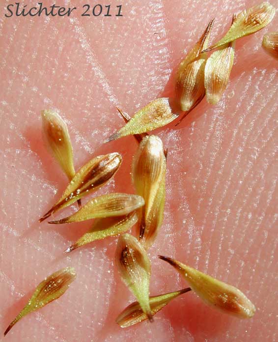 Close-up of the perigynia of Smallwing Sedge, Small-winged Sedge: Carex microptera (Synonyms: Carex festivella, Carex limnophila, Carex macloviana ssp. festivella, Carex macloviana var. microptera, Carex microptera var. crassinervia, Carex microptera var. limnophila)