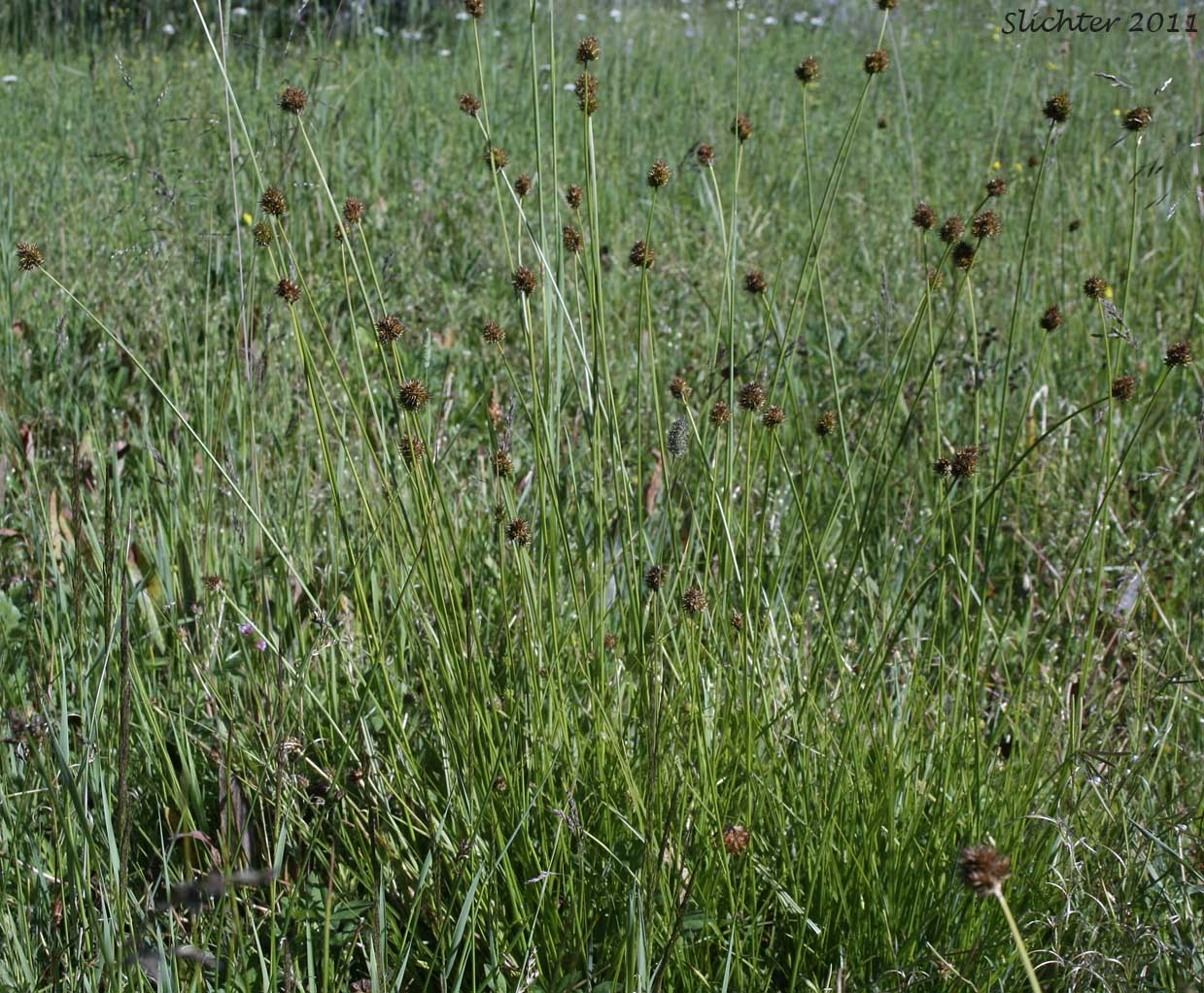 Smallwing Sedge, Small-winged Sedge: Carex microptera (Synonyms: Carex festivella, Carex limnophila, Carex macloviana ssp. festivella, Carex macloviana var. microptera, Carex microptera var. crassinervia, Carex microptera var. limnophila)