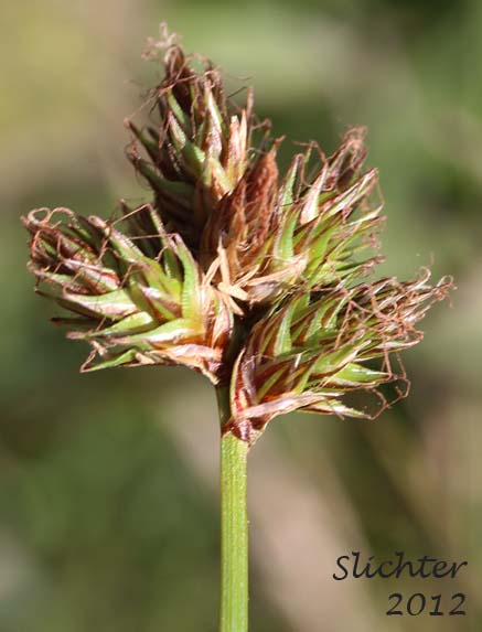 Inflorescence of Manyrib Sedge, Many-rib Sedge, Many-ribbed Sedge: Carex multicostata (Synonym: Carex pachycarpa)