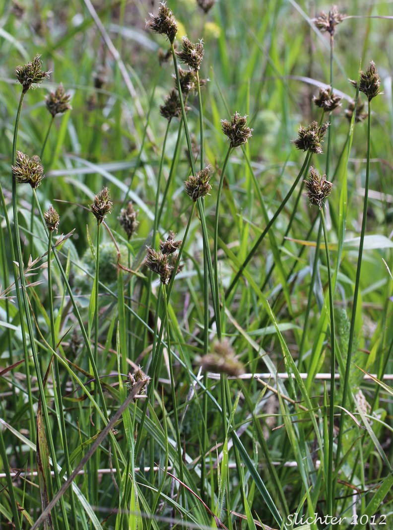 Manyrib Sedge, Many-rib Sedge, Many-ribbed Sedge: Carex multicostata (Synonym: Carex pachycarpa)