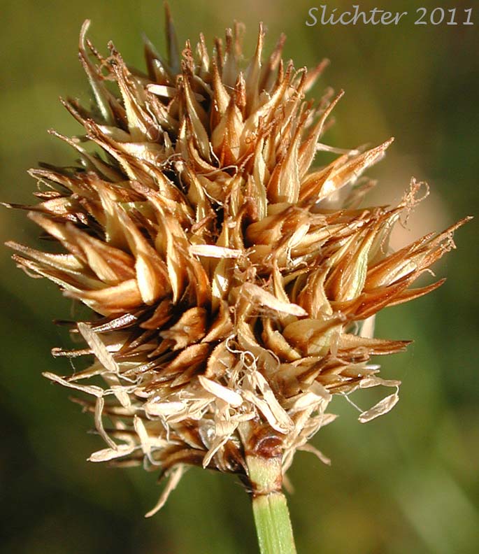 Close-up of the Manyrib Sedge, Many-rib Sedge, Many-ribbed Sedge: Carex multicostata (Synonym: Carex pachycarpa)